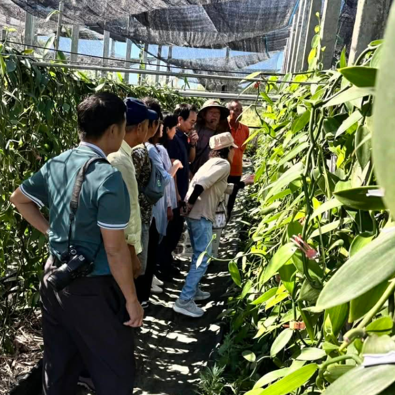 都蘭山下香草園