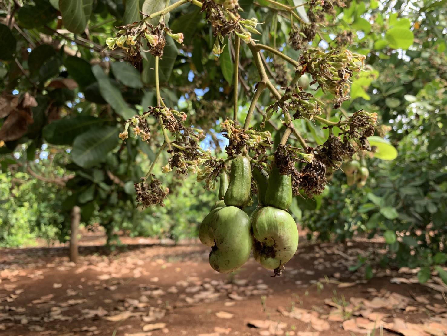 自動化分級篩選W180腰果