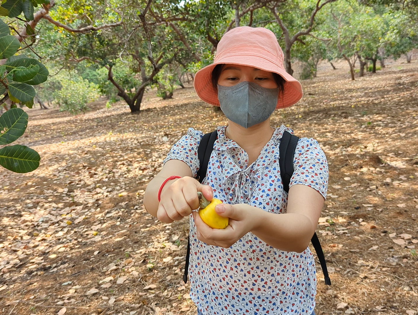 現場檢視新鮮採摘的腰果品質