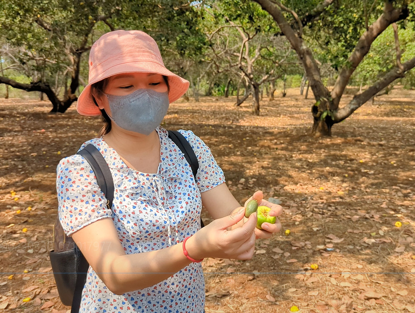樹上新鮮結實的腰果