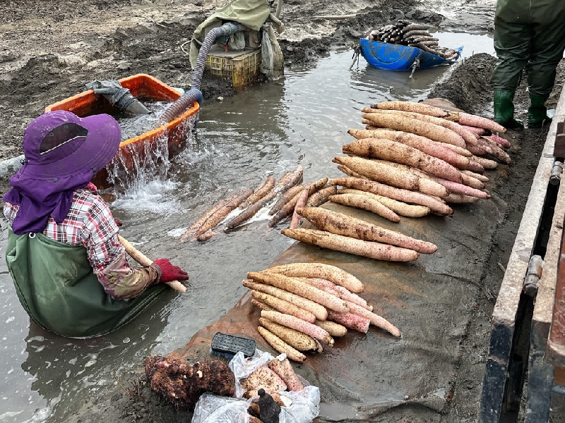清晨採收人蔘山藥的產地現場