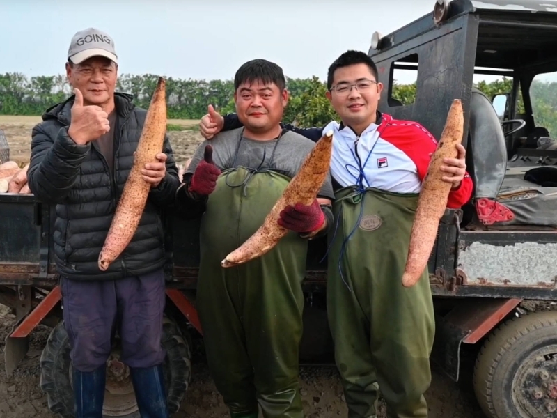 農夫蹲在鬆軟沙壤土中手捧剛採收的人蔘山藥