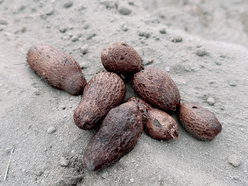 彰化芳苑半沙半土的沙壤地與晨光
