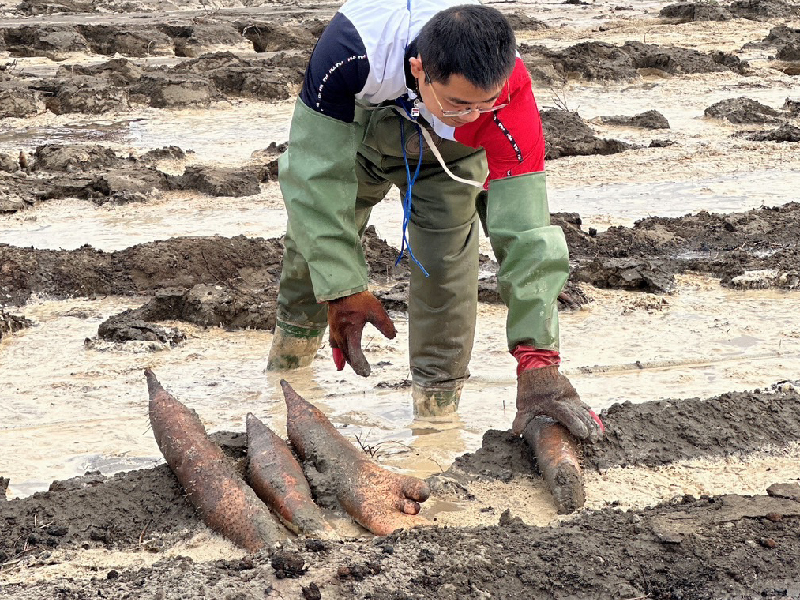 自然農法自由生長的人蔘山藥
