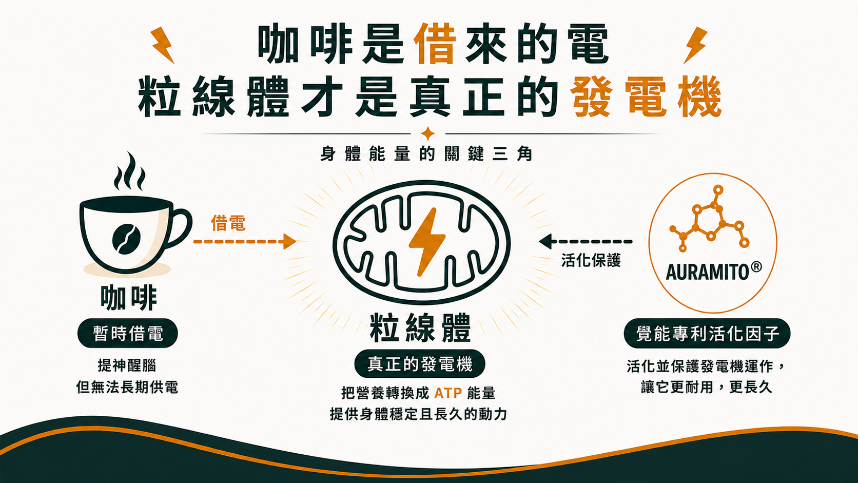 咖啡是借來的電,粒線體才是真正的發電機——咖啡、粒線體、AURAMITO活化因子關係示意圖