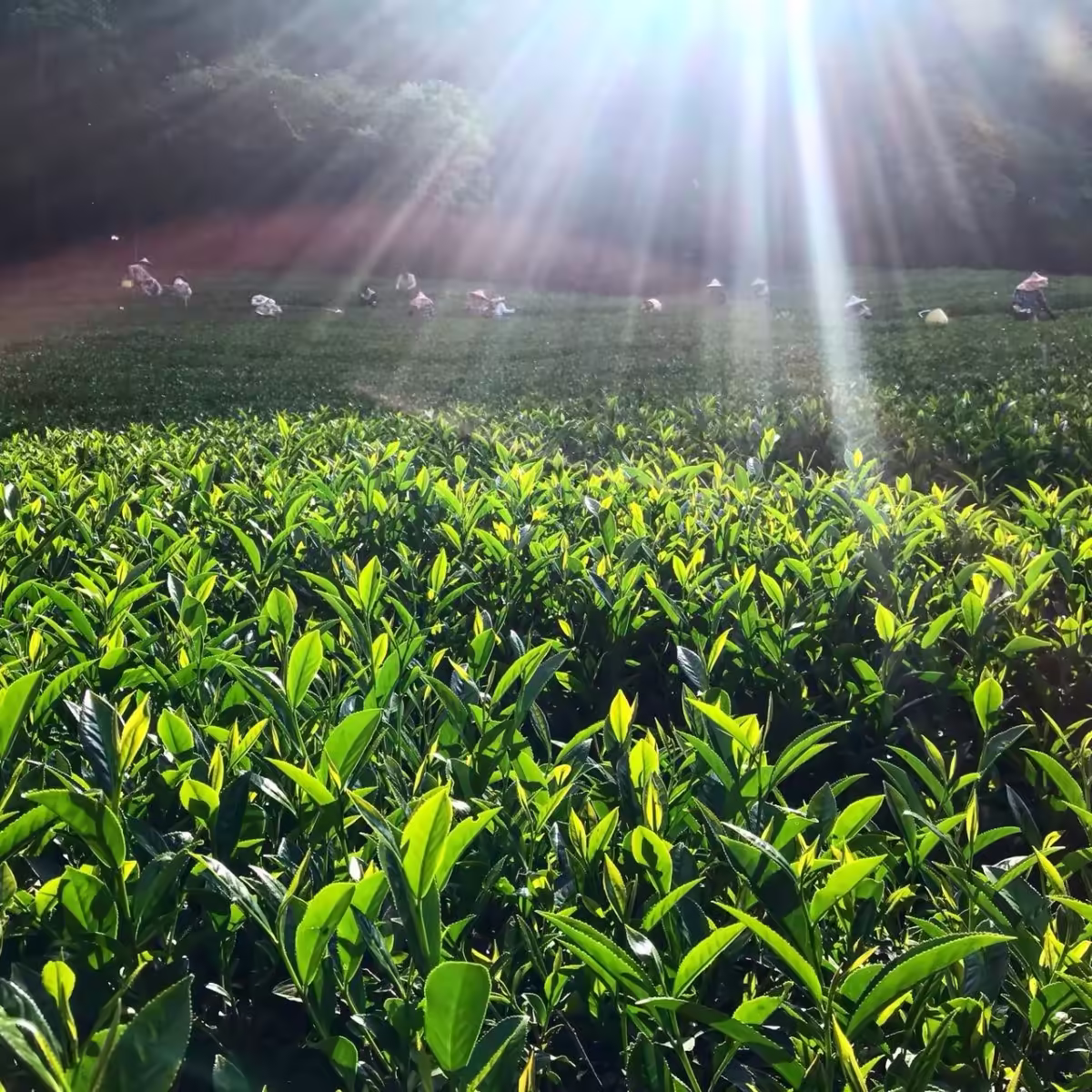 張巍騰紅香茶園