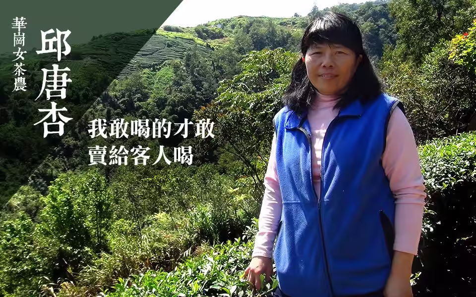 邱唐杏在梨山華崗茶區