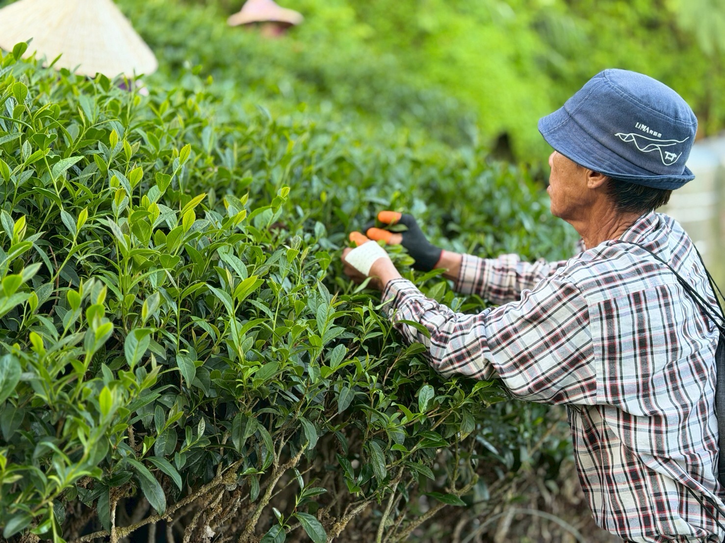 訓導山的茶樹跟人一樣高