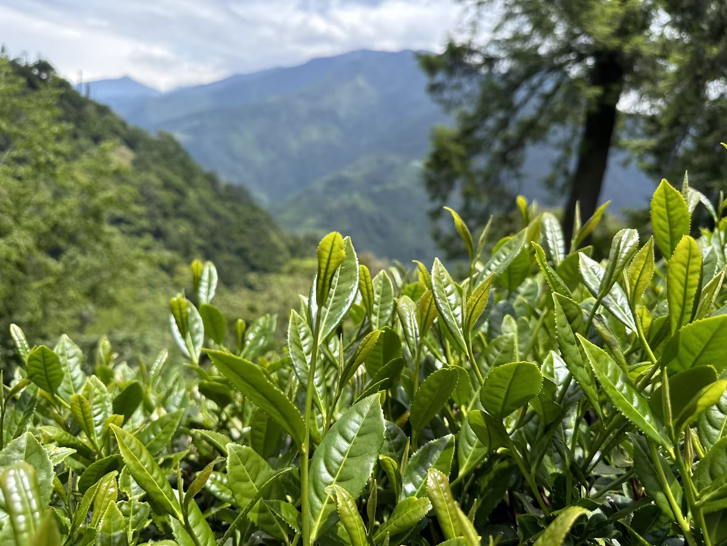 梨山的茶芽