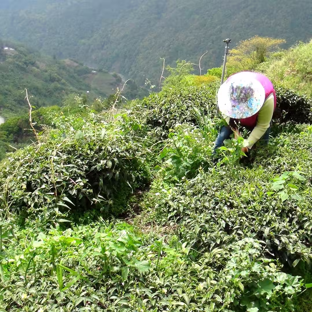 邱唐杏在茶園工作