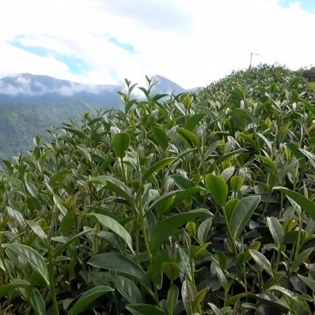 賴永富翠峰慈峰茶園