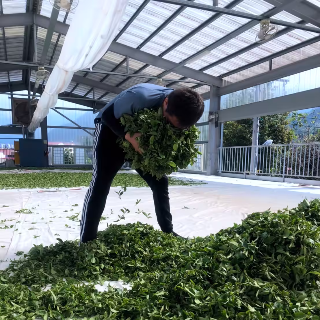 劉政麟做茶
