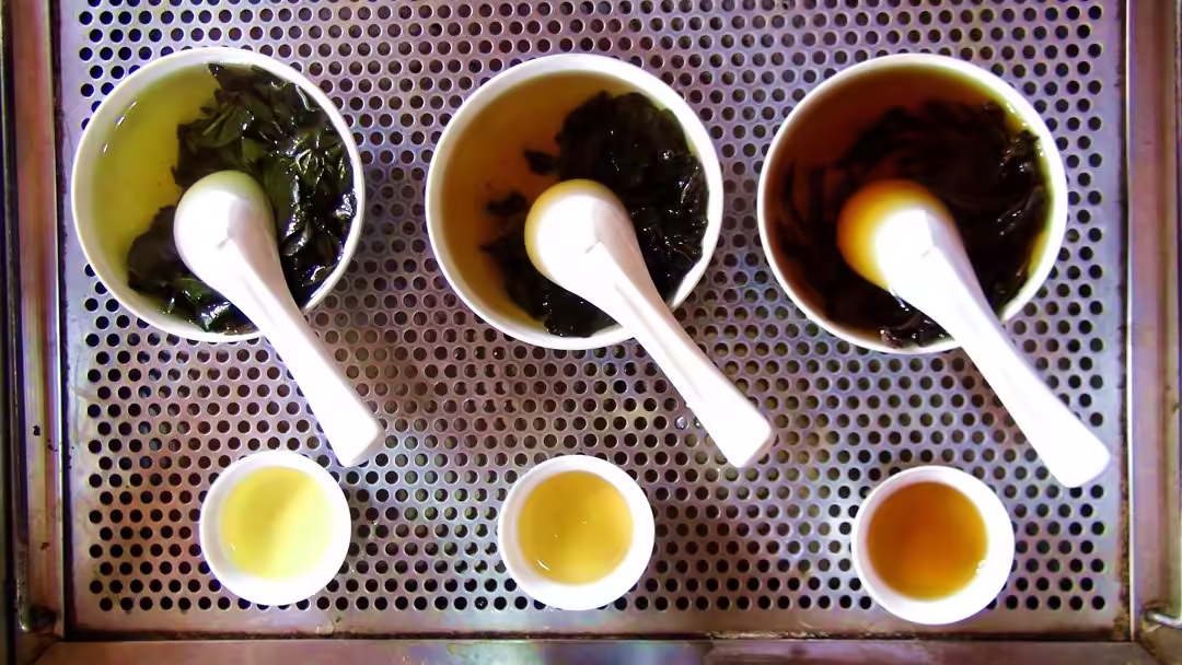 黃子誠茶湯照片