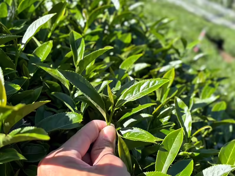 高冷山頭原始深山茶園