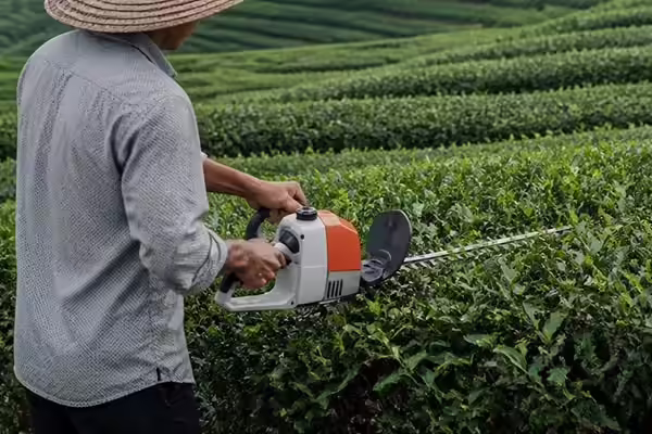 茶園茶樹修剪