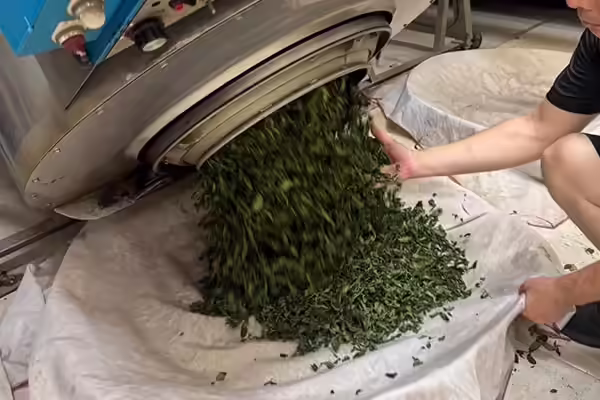 傳承製茶技術