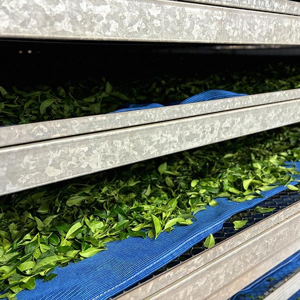 製茶工序室內萎凋