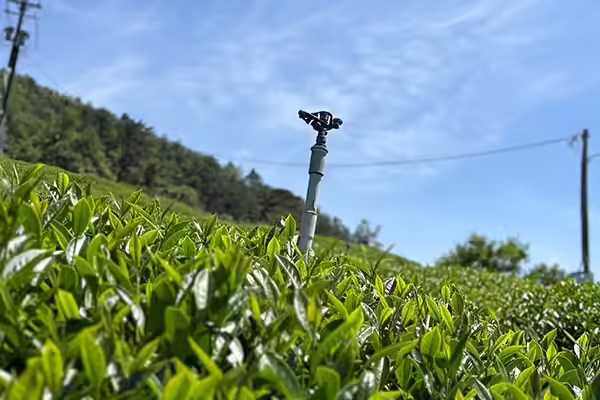 茶園灌溉管理