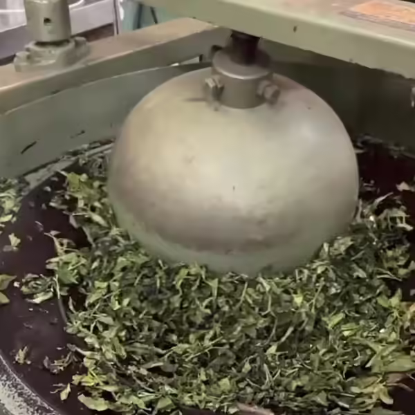 製茶工序揉捻