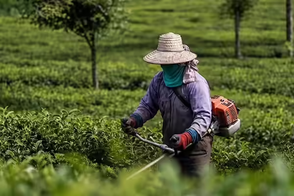 茶園除雜草