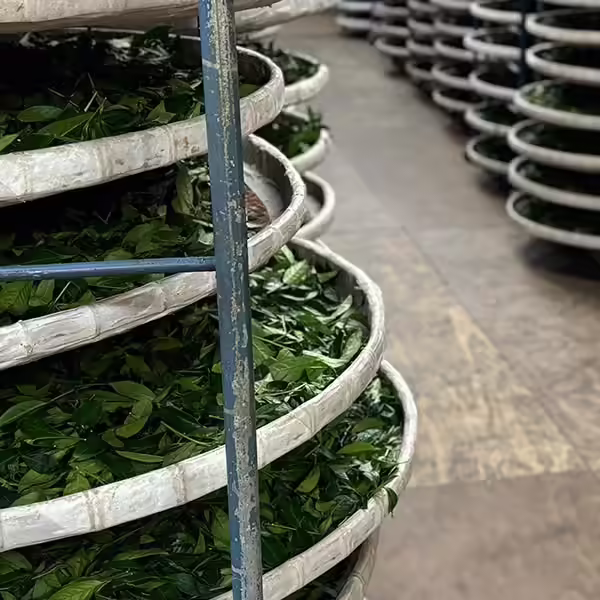 製茶工序靜置