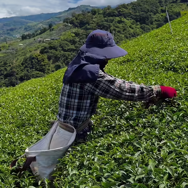 製茶工序採茶
