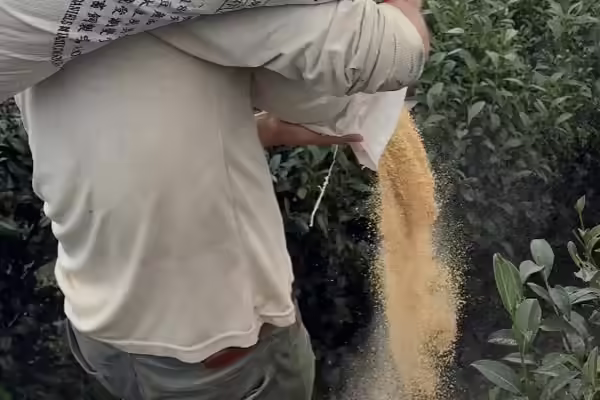 茶園有機施肥