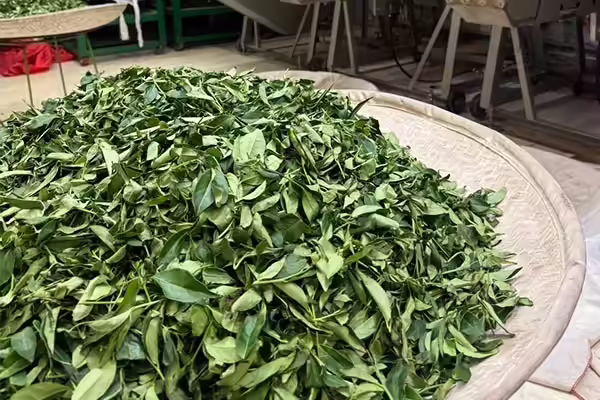 掌握製茶時機