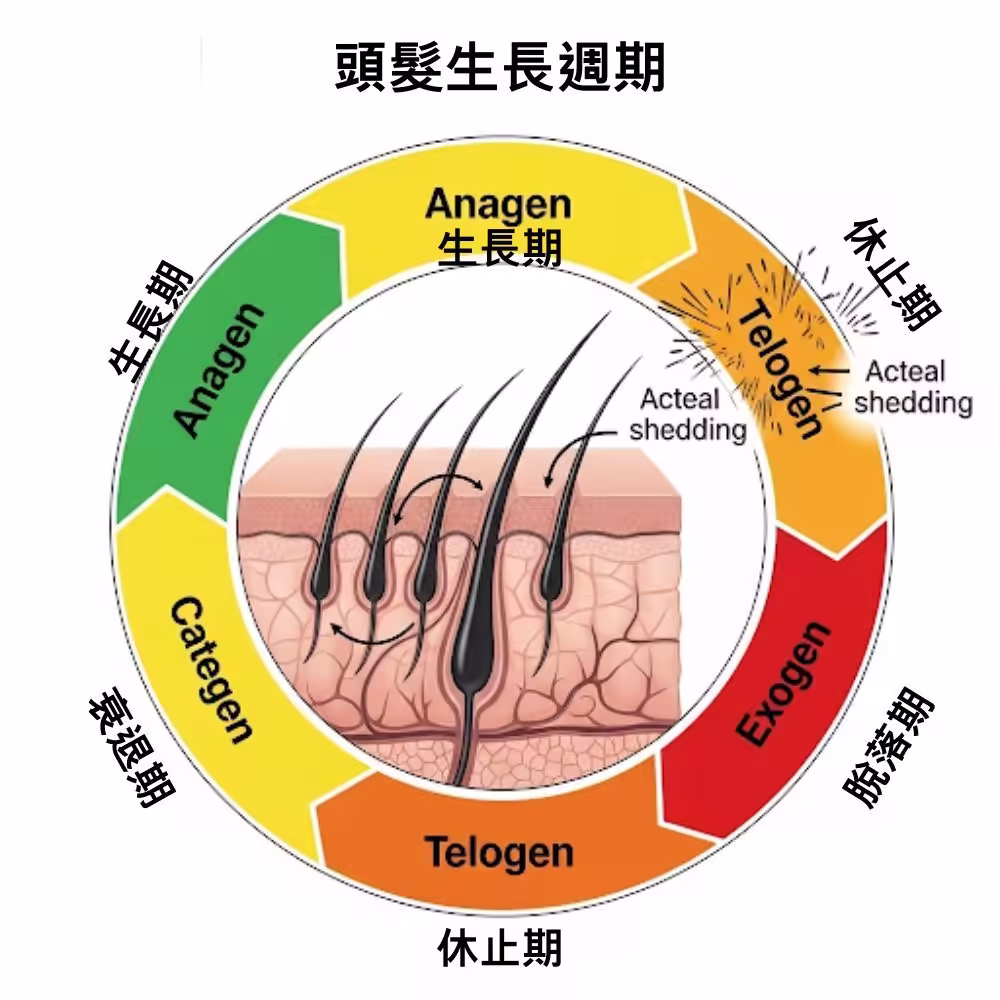 頭髮生長週期示意圖