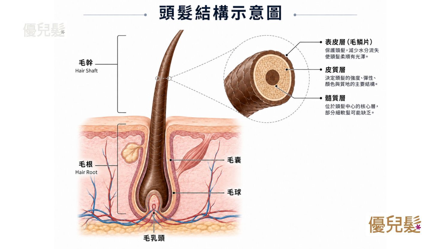 頭髮結構示意圖