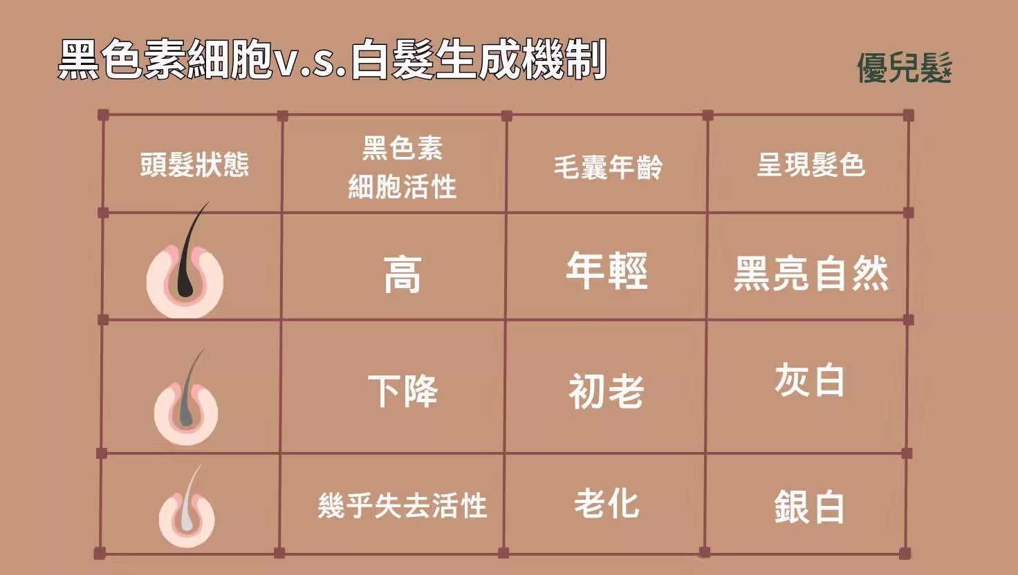 黑色素細胞與白髮生成機制，說明黑亮自然、灰白、銀白髮色差異