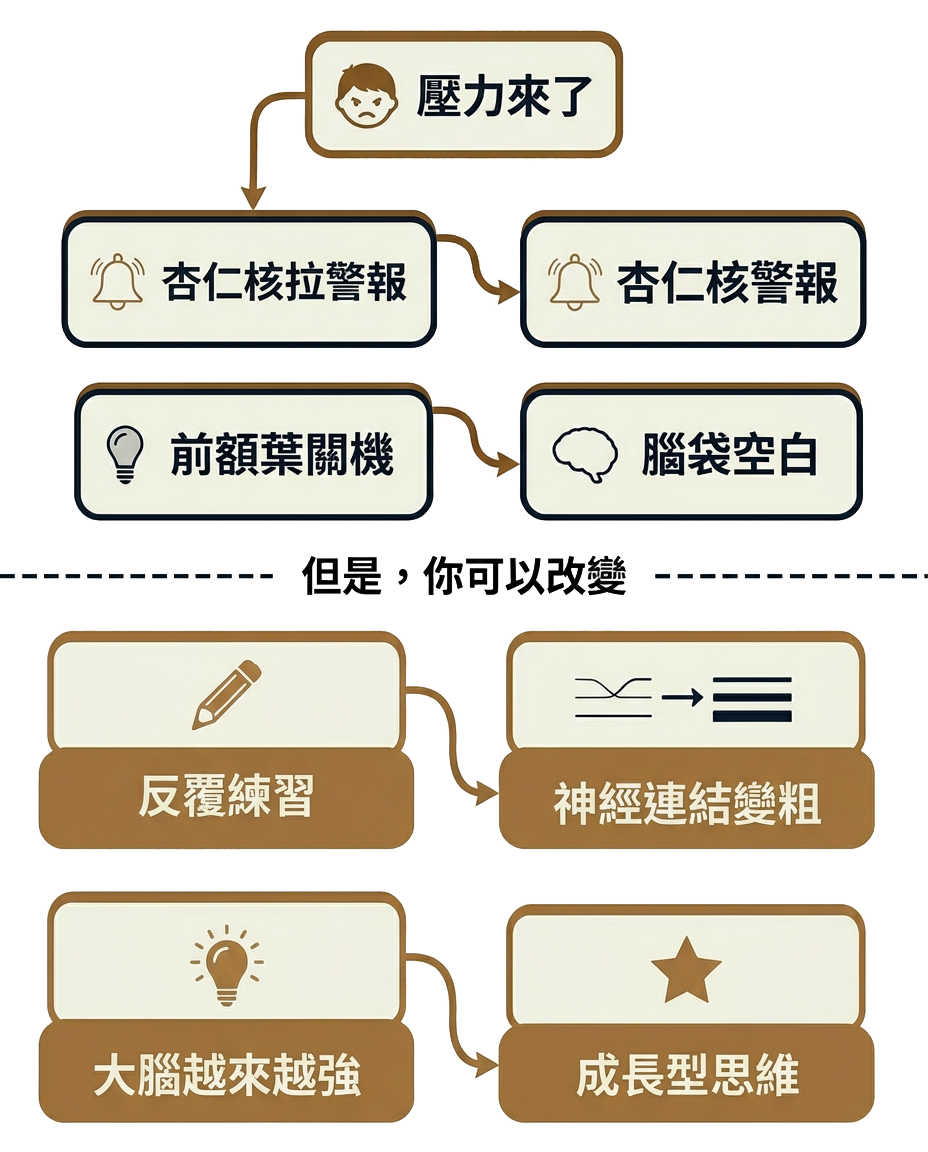 大腦機制垂直流程圖——壓力→杏仁核警報→前額葉關機；練習→神經連結變粗→成長型思維
