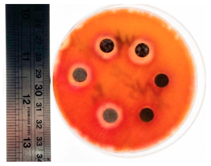 抑菌圈測試 培養皿 細菌生長抑制區域實驗結果
