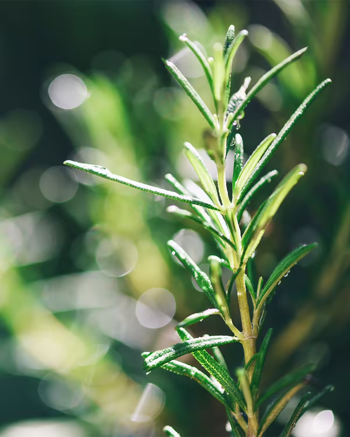Botanical Care