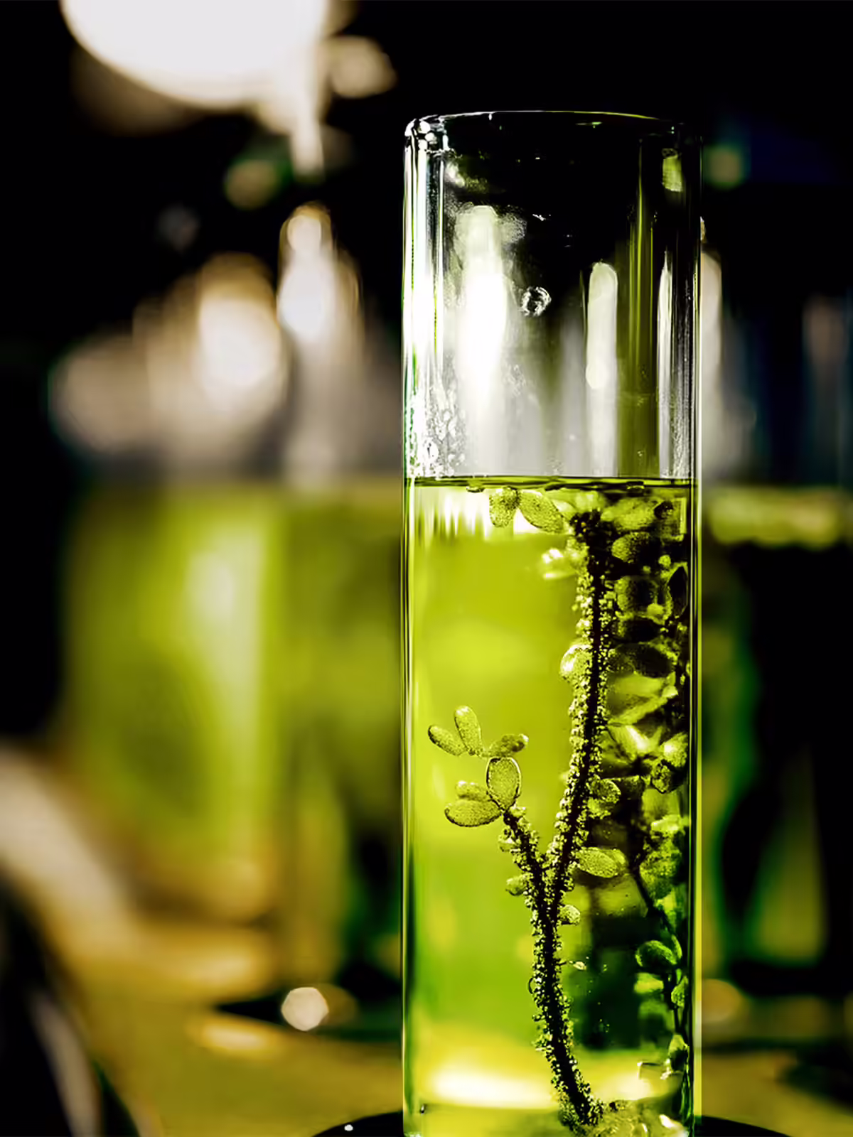 Herbal Care