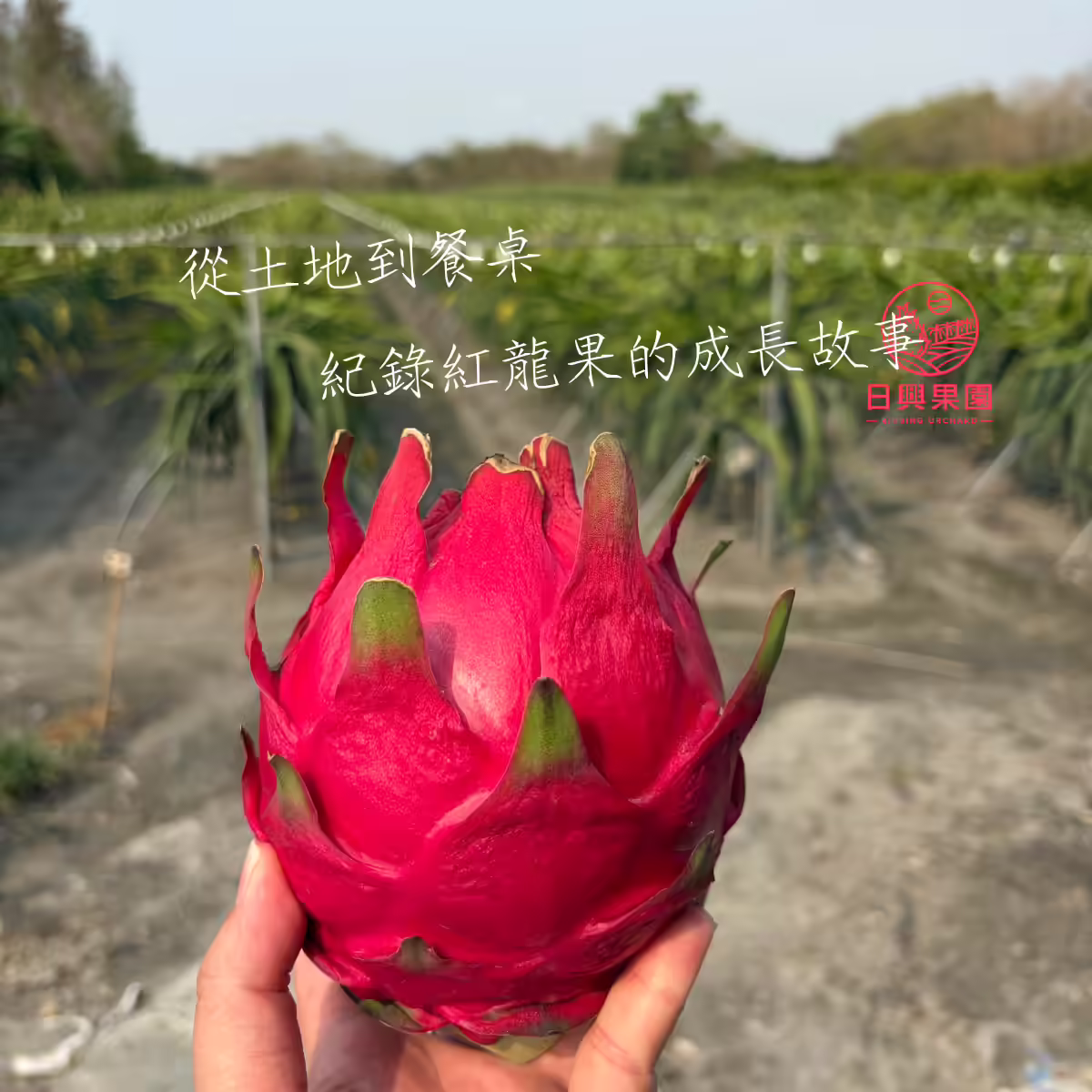 日興果園位於彰化溪州，友善耕作紅龍果，自家果園新鮮採收。