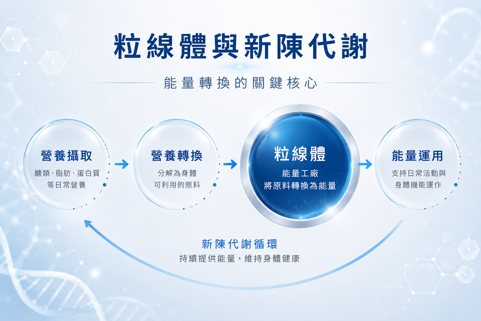 粒線體與新陳代謝示意圖