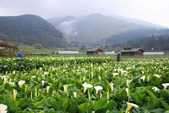 陽明山頂湖地區