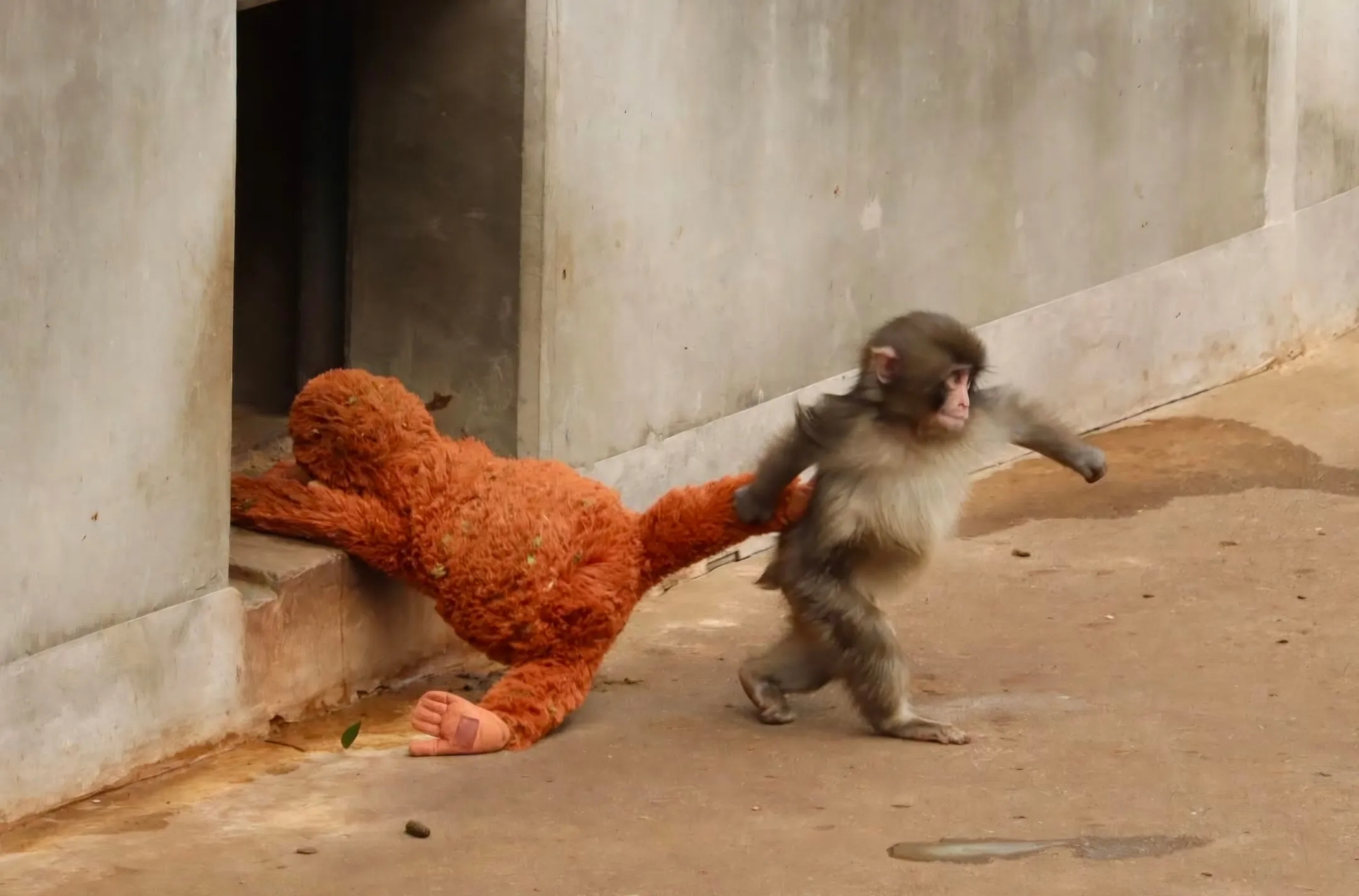 ”勇敢的Panchi君"