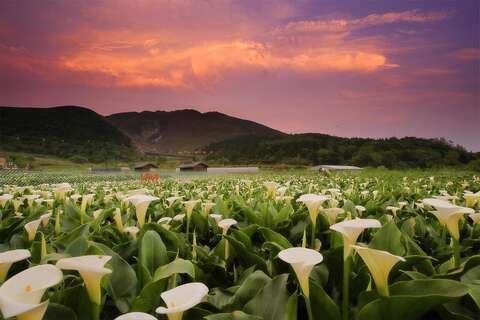竹子湖海芋田全景