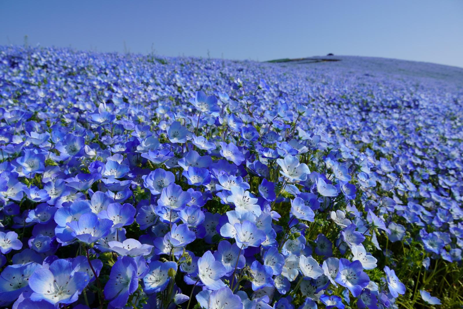 常陸海濱公園粉蝶花遠景