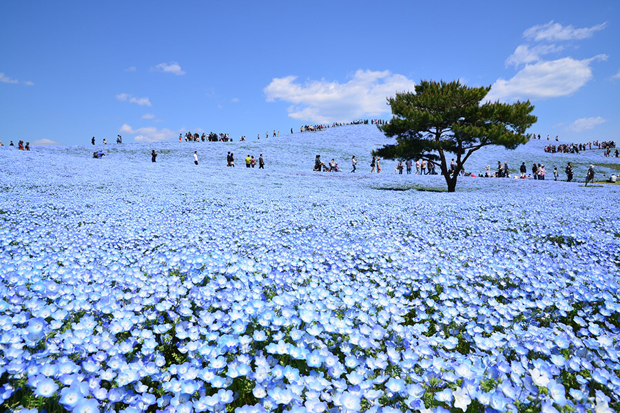 常陸海濱公園粉蝶花最佳觀賞期