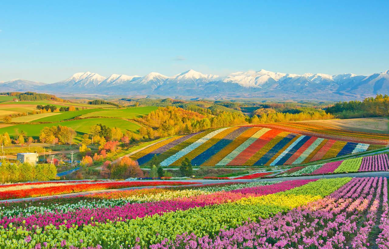 北海道富良野薰衣草花田 富田農場