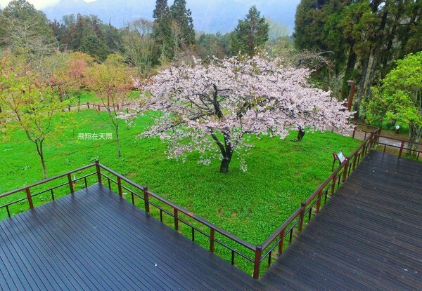 阿里山吉野櫻全景