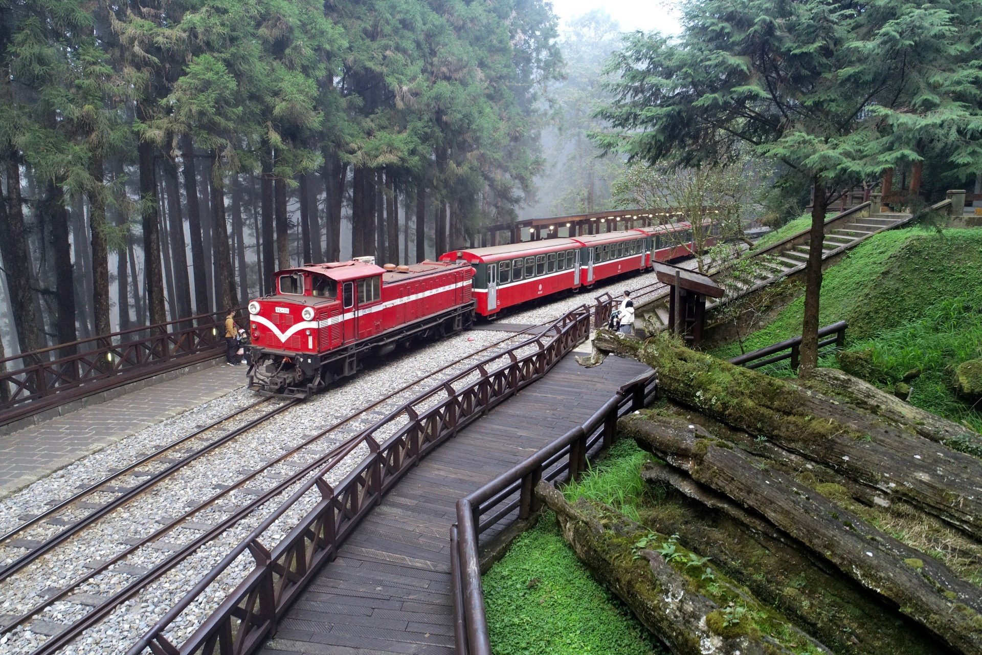 阿里山神木車站與櫻花