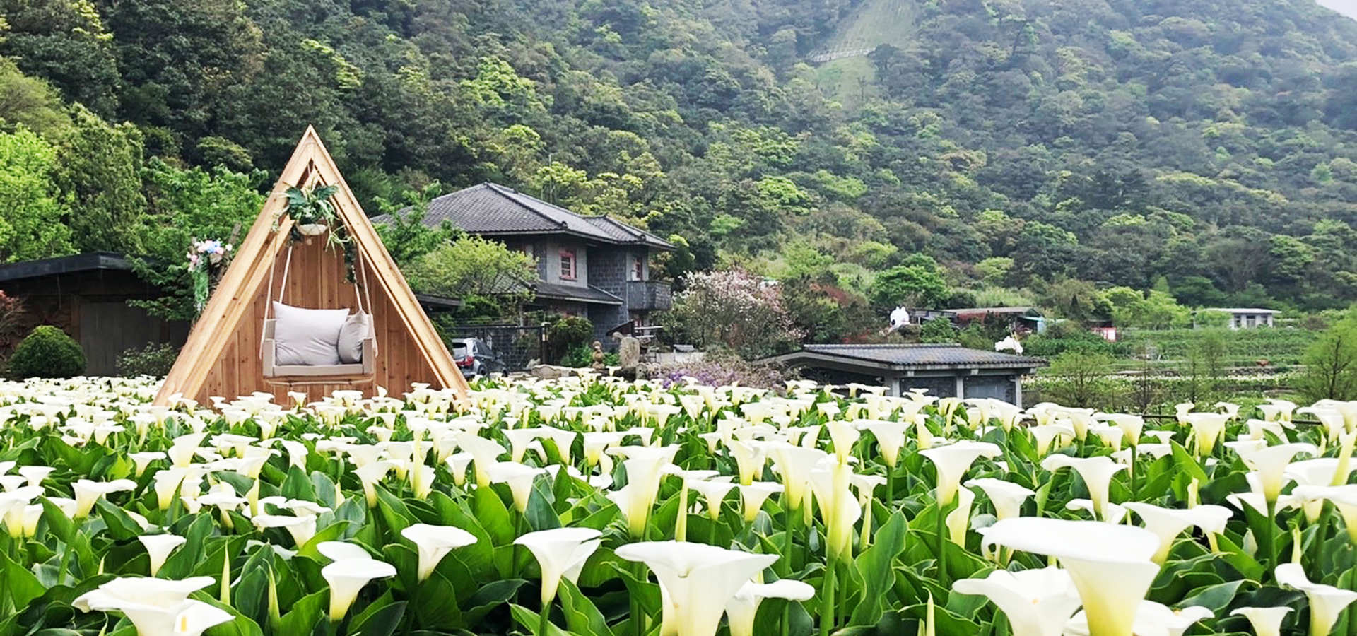 名陽匍休閒農莊海芋田