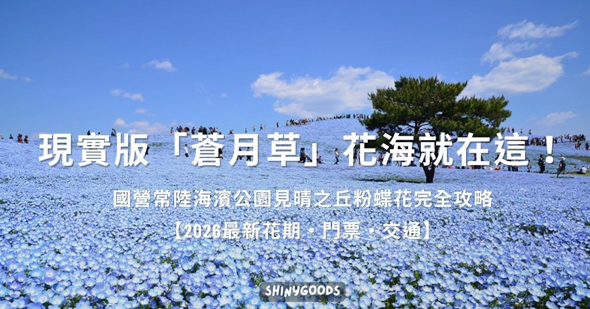 常陸海濱公園見晴之丘粉蝶花花海