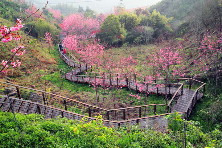 阿里山石棹步道群-櫻之道