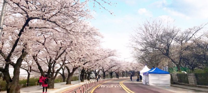 2026清明連假韓國首爾汝矣島櫻花祭・濟州島油菜花田