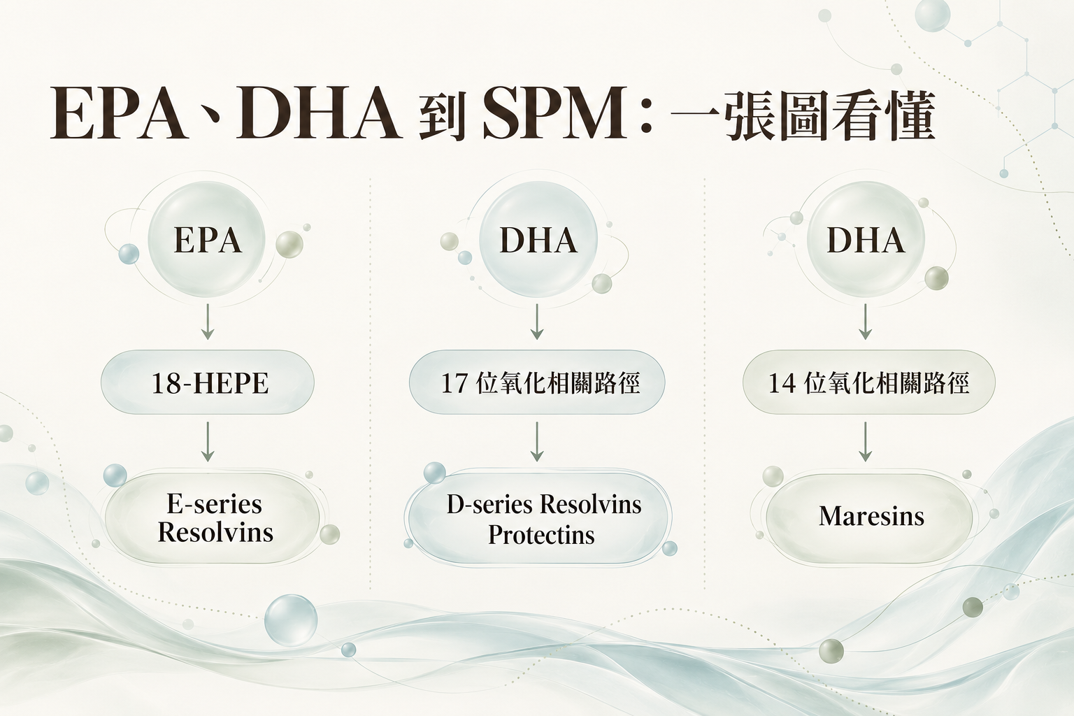 18-HEPE、17-HDHA、14-HDHA 與 SPM 前驅脂質關係說明